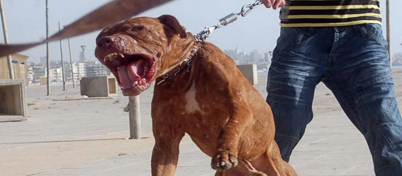 Η Αστυνομία διέψευσε την άγρια επίθεση πίτμπουλ - Τι έγινε πραγματικά (upd)